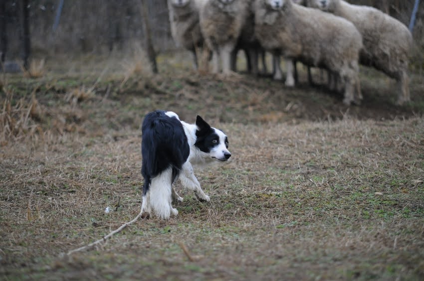 牧羊犬