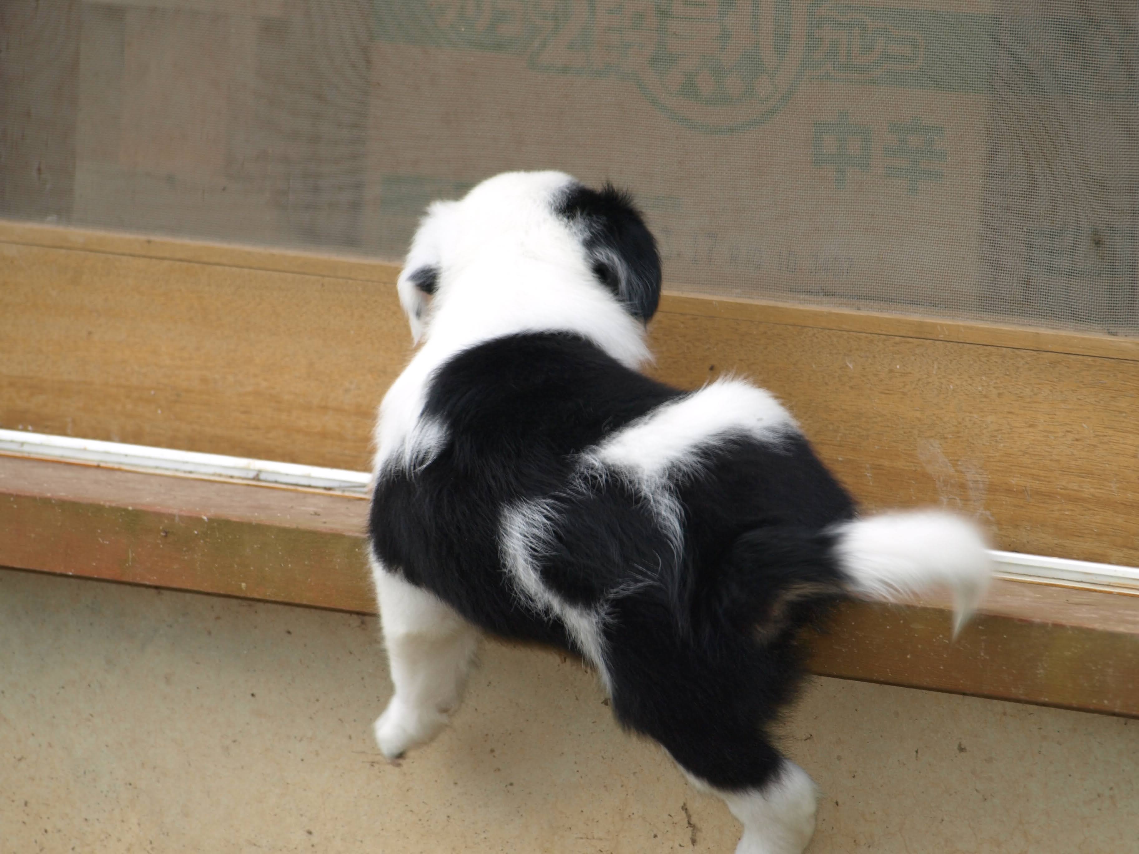 カノン