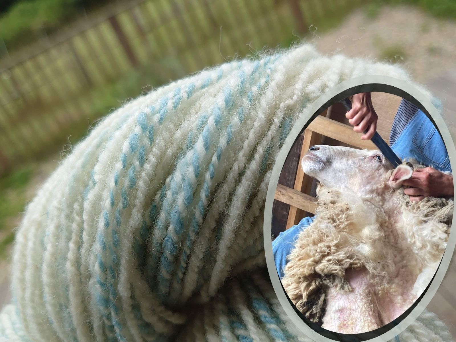 Wool-n-woof